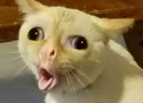 Woman Yelling at Cat